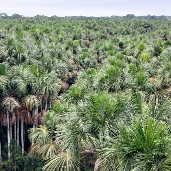 Ecologic