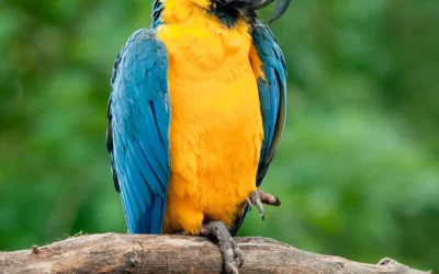Eco Birdwatching