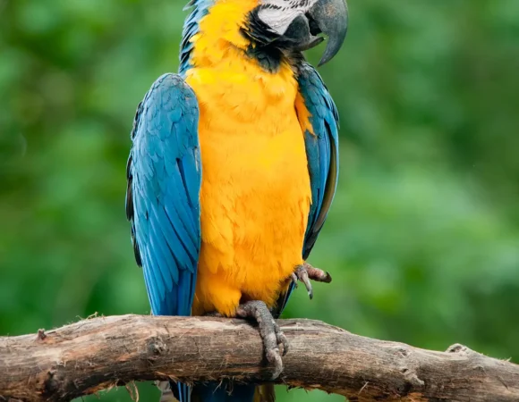 Eco Birdwatching