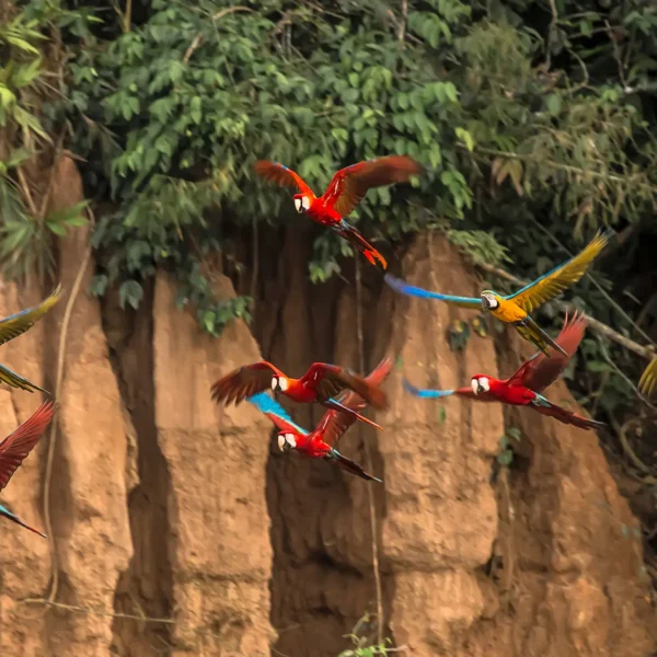 Collpa Of Parrots