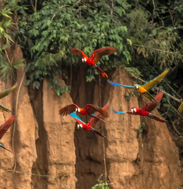 Collpa Of Parrots