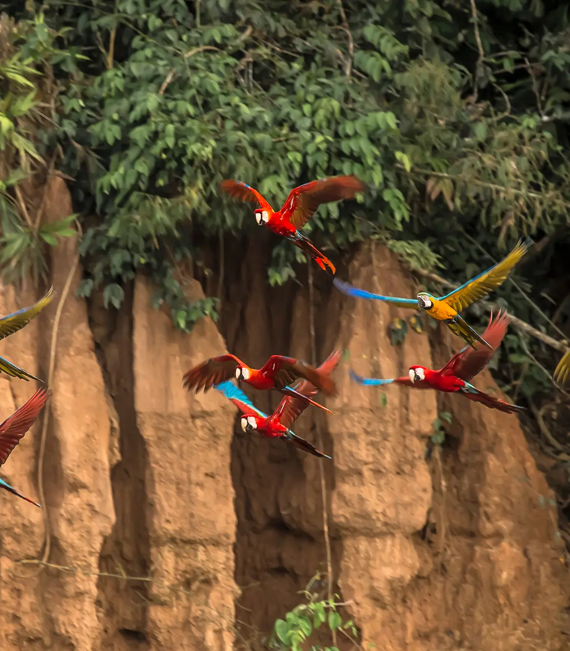 Collpa Of Parrots